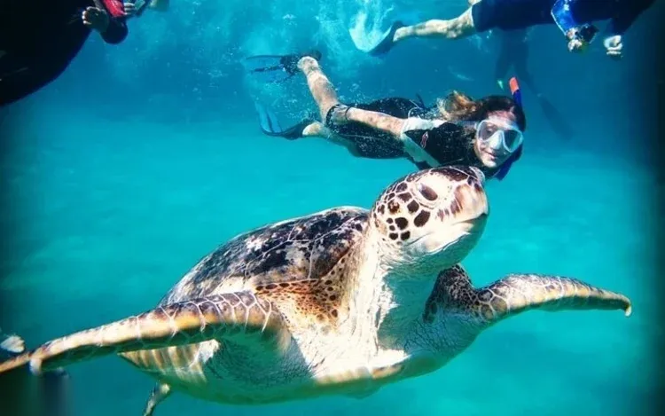A green sea turtle swimming underwater close to a snorkeler, with other swimmers' legs visible above.