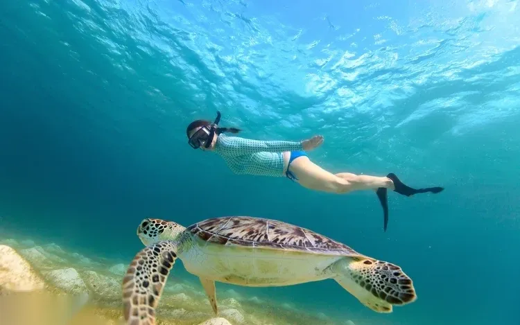 A snorkeler in a striped swimsuit floating above a large sea turtle grazing on the seabed.