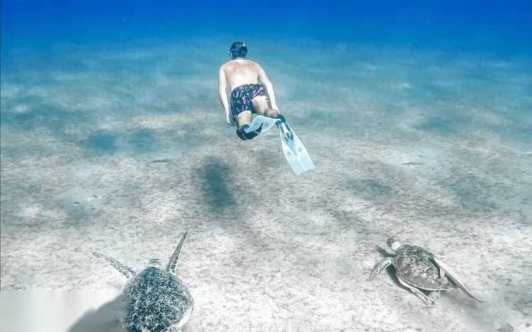 A snorkeler in patterned swim shorts swimming down toward two sea turtles resting on the sandy seabed.