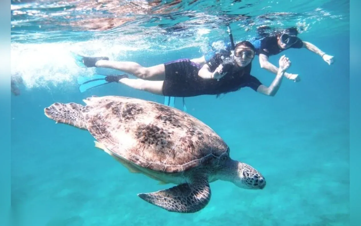 Two snorkelers in wetsuits swimming alongside a large sea turtle near the water's surface.