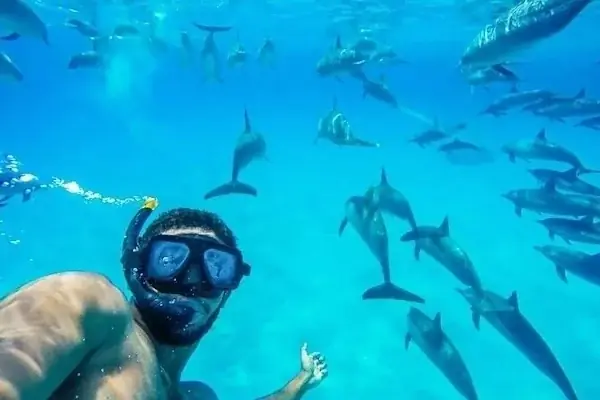 Tourists on the upper deck of a boat photograph a pod of dolphins swimming alongside in the sea.