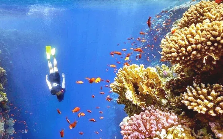 Snorkeler swims above a coral reef crowded with small orange fish in clear blue water.