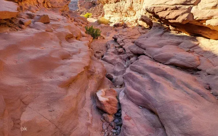 Line of tourists riding camels along a rocky Red Sea shoreline led by a local guide.