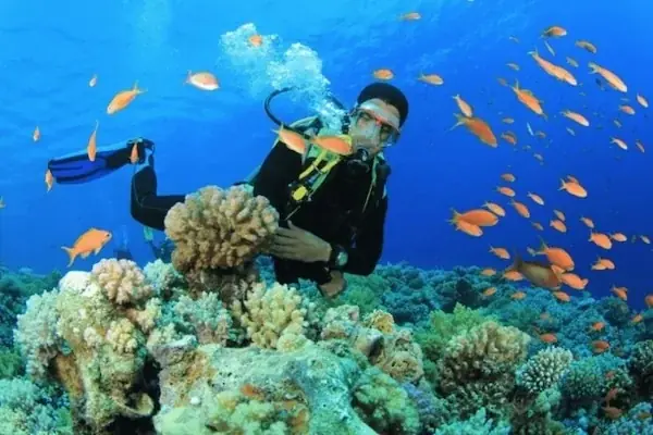 A diver in a black wetsuit hovers beside a coral formation surrounded by a swarm of orange fish.
