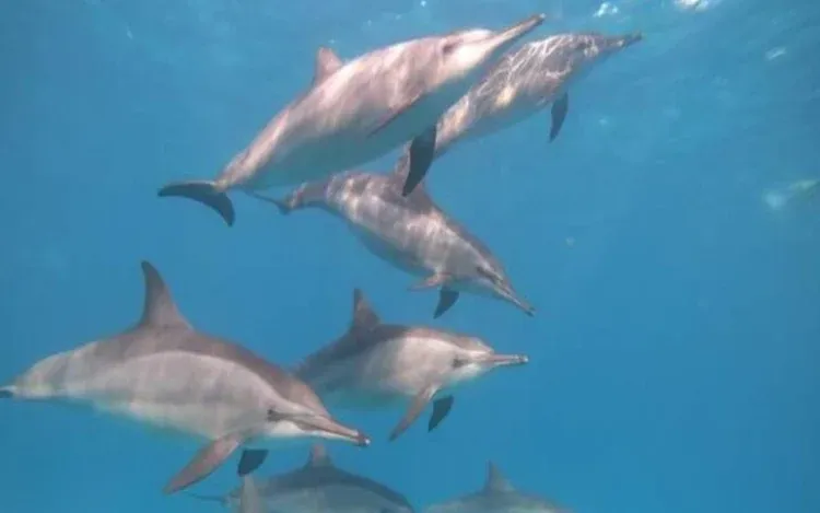 Group of tourists in sun hats and jackets aboard a sailing yacht, pointing at a pod of dolphins swimming alongside.