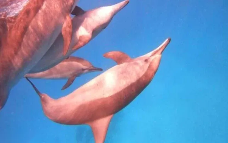 Close-up of a dolphin's dorsal fin breaking the surface with an anchored yacht in the background.