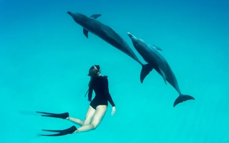 Snorkeler swimming beneath the surface as two dolphins pass close by overhead.