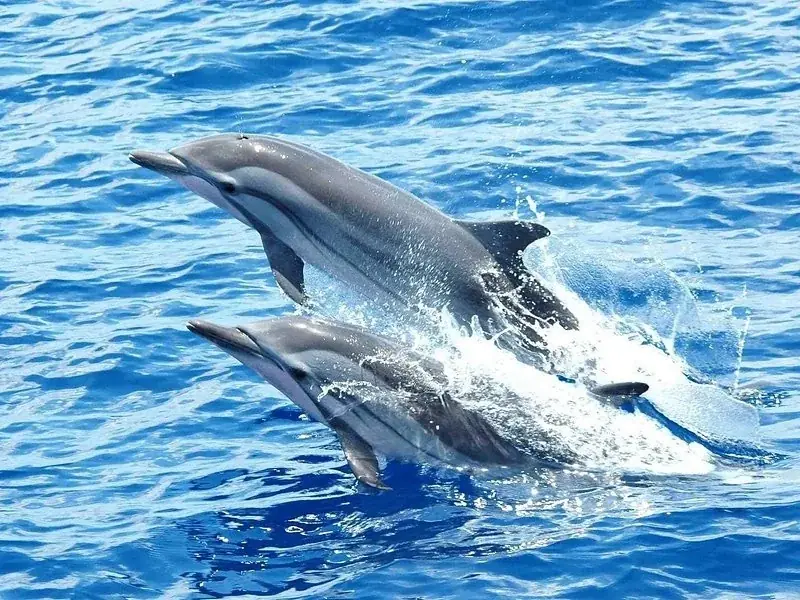 Two snorkelers swimming toward a large pod of dolphins visible at the surface ahead of them.