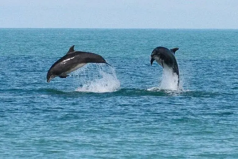 Two dolphins jumping high out of turquoise water, one with its mouth open.