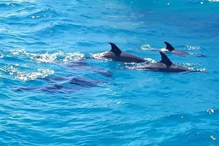 Three dolphins swimming near the surface with their dorsal fins cutting through blue water.
