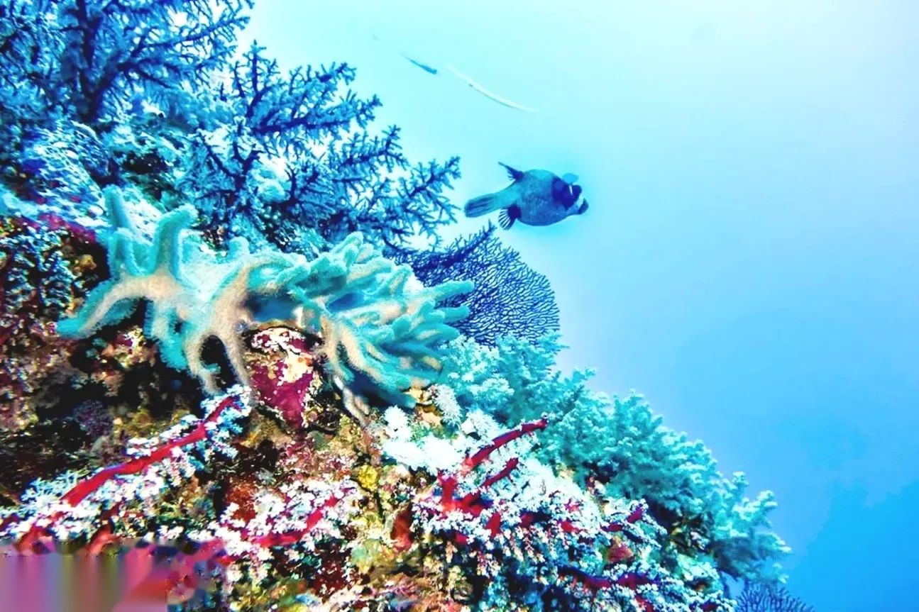 Aerial view of coral reef patches in bright blue water near a sandy island shoreline, with a boat and swimmers visible.