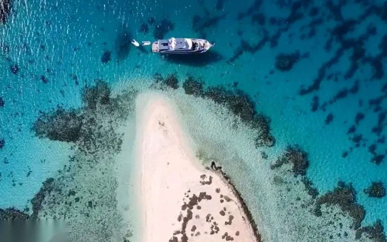 A snorkeler swims alongside a pod of wild dolphins in clear turquoise water, reaching a hand toward them.