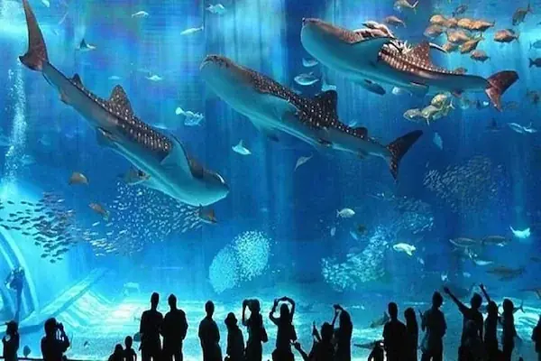 A massive aquarium tank with several whale sharks and other fish swimming past silhouetted visitors watching from below.