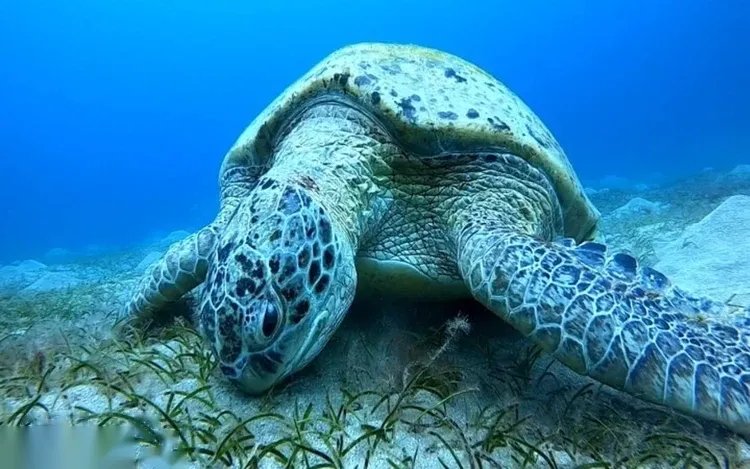 Close-up underwater photo of a green sea turtle resting on a seagrass-covered seabed.