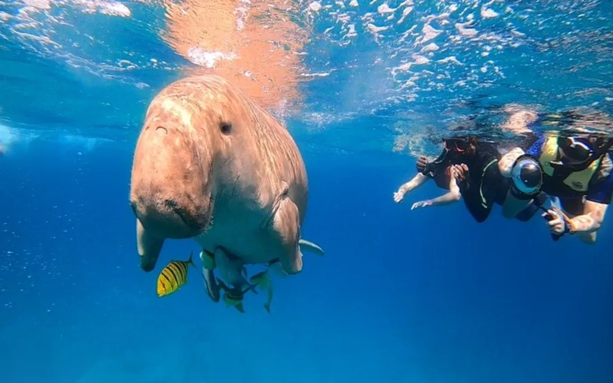 A dugong swims close to the surface near two snorkelers, with a small striped fish beside it.