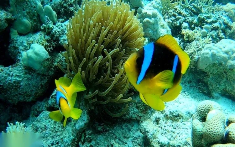 Two orange and blue anemonefish swim beside a sea anemone amid coral reef.
