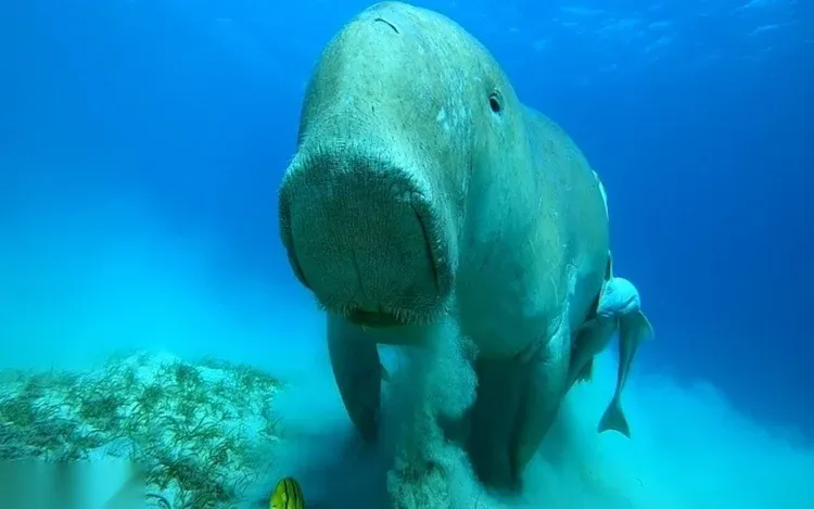 A dugong faces the camera close-up underwater, feeding near seagrass on the sandy seabed.