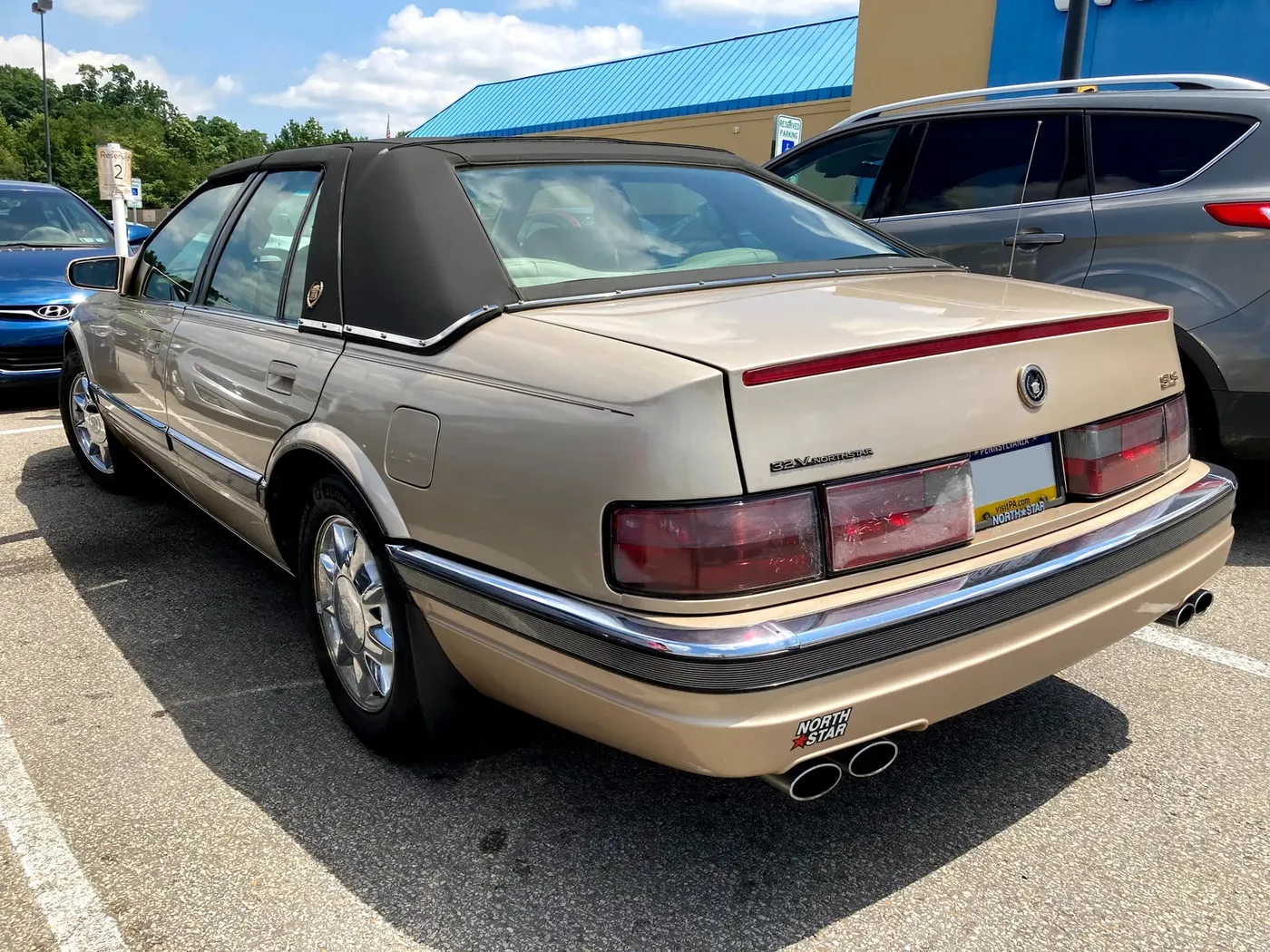 A single wide mangrove tree stands rooted in shallow turquoise water with a reef visible behind it.