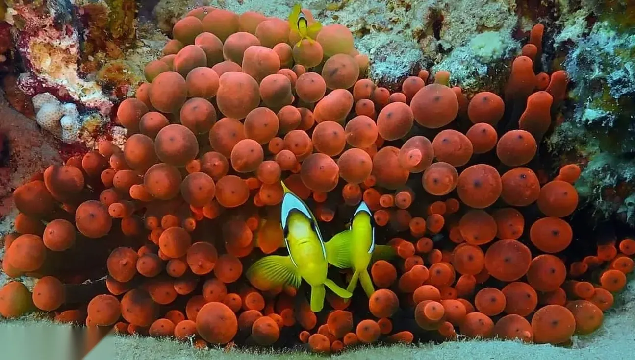 Instructor reaching toward a student diver who is adjusting her mask above a coral reef with small reef fish nearby.