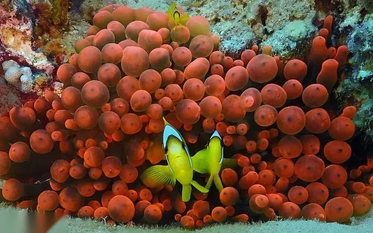 PADI Dive Master in Hurghada — view 5