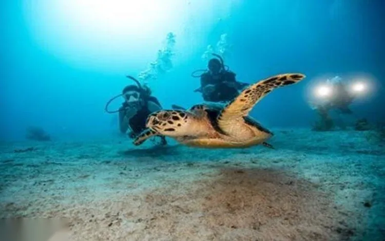 Two scuba divers hover near a hawksbill turtle swimming over the reef.