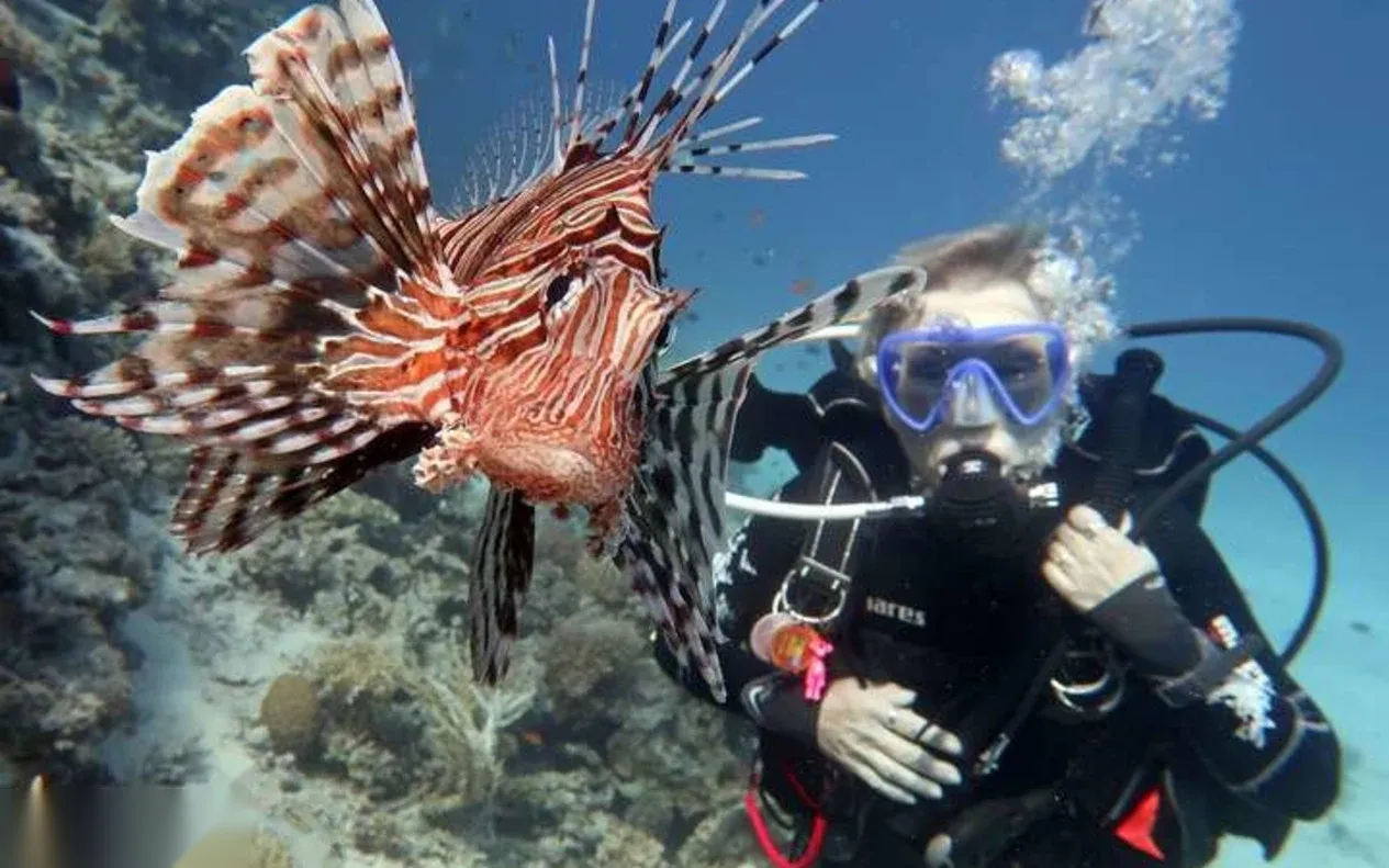 A diver observes a red lionfish with fanned spiny fins resting beside the reef.