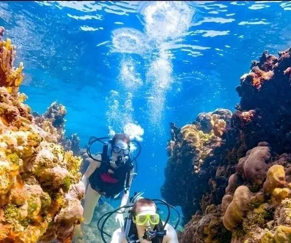 A diver reaches out to a branching soft coral fan while another diver watches from behind.
