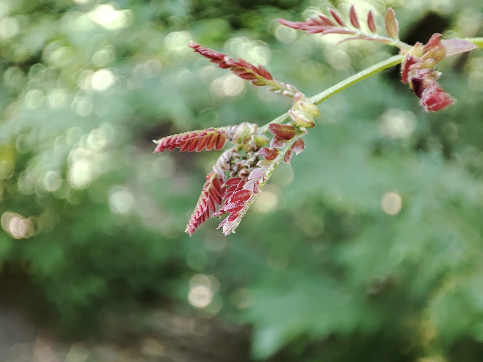 A woman poses beside two loaded safari 4x4s parked in the Black Desert, one with its door open.