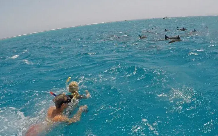 Close underwater view of three dolphins swimming together toward the surface.