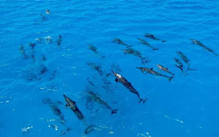Single dolphin breaking the surface of the water, seen from above.