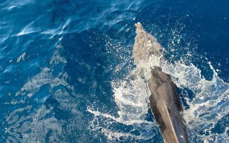Group of people on the bow of a boat watching several dolphins swim alongside in clear blue water.