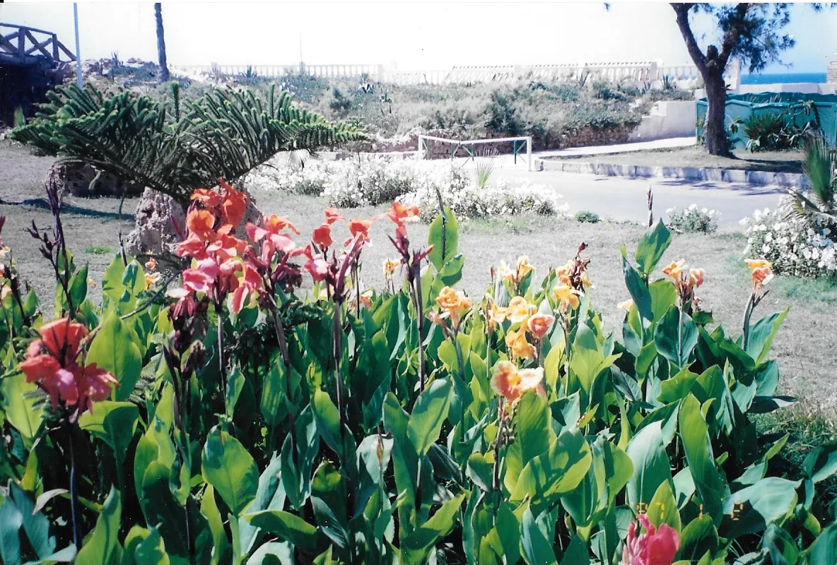 Colorful red and orange canna lily flowers bloom in a garden bed beside a grassy park area with a soccer goal in the background.