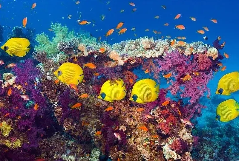 Close-up of a coral reef head covered in yellow butterflyfish and small orange anthias, with purple soft coral behind.