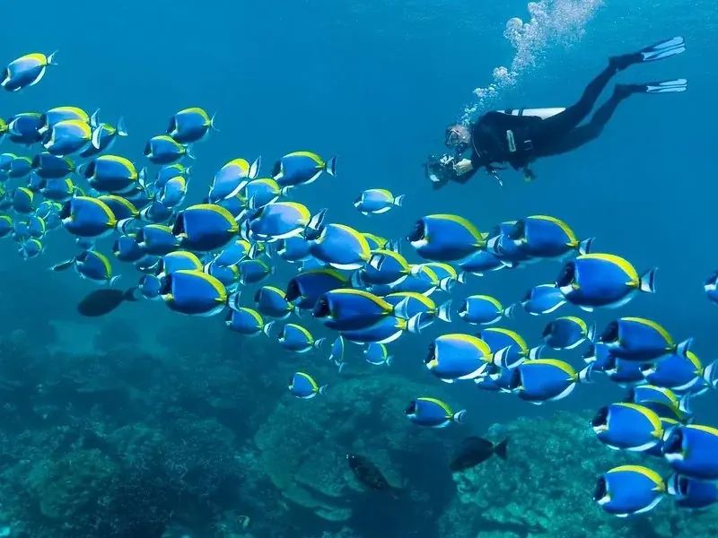 A large school of blue and yellow powder-blue surgeonfish swims past a scuba diver over the reef.