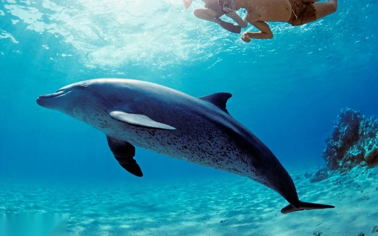 A snorkeler swims near the surface as a dolphin passes below in clear blue water.