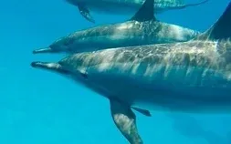 A single dolphin faces the camera underwater, swimming toward the sunlit surface with light rays streaming down.