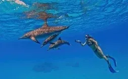 Two dolphins leap out of the water together against a cloudy sky.
