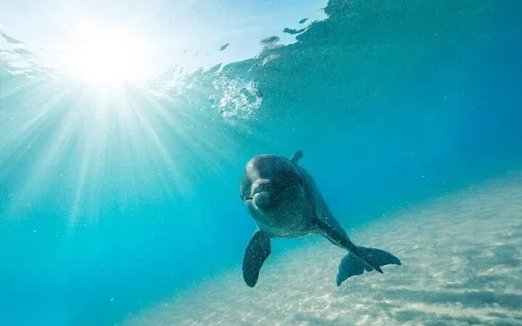 Two dolphins swim close together underwater, both looking toward the camera.
