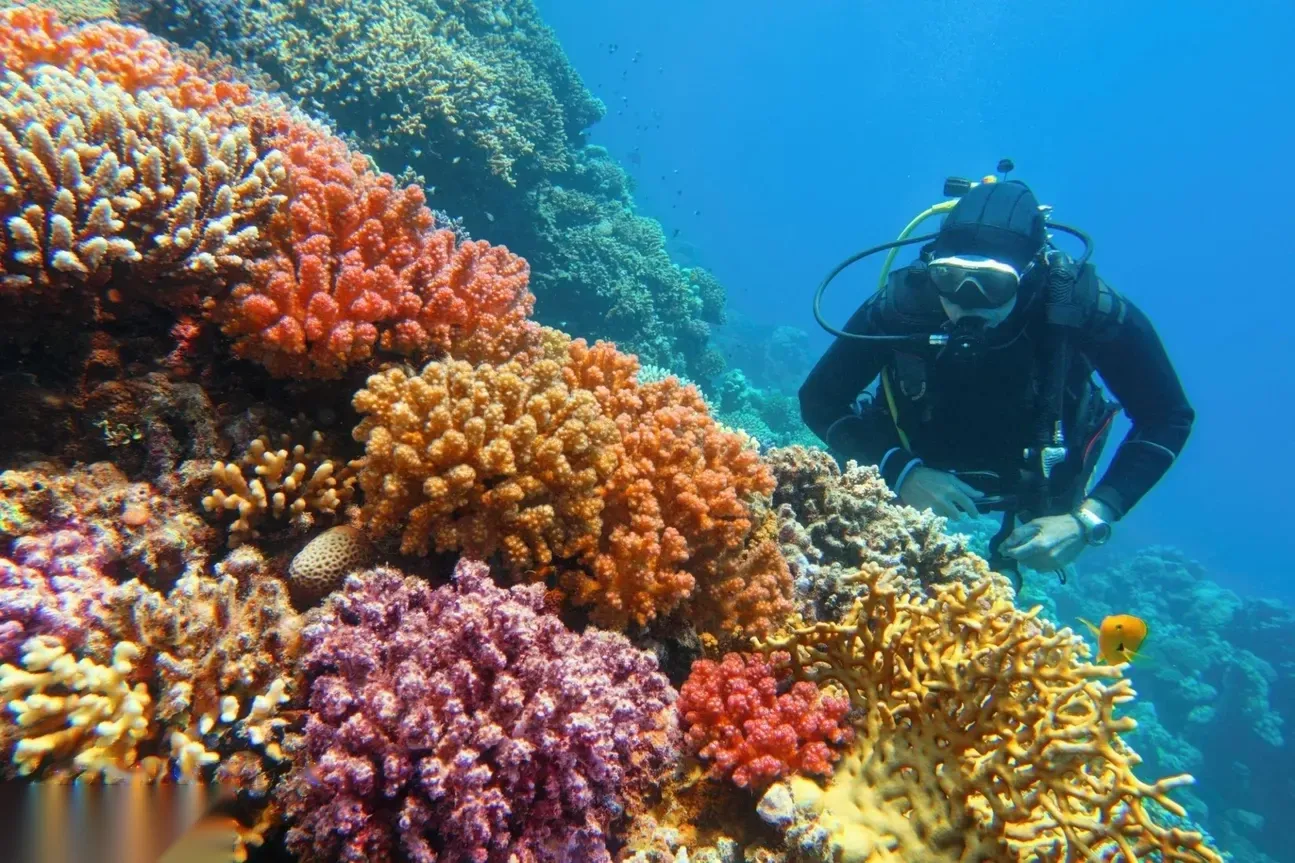 A diver examines a coral wall covered in orange, purple and yellow soft corals.