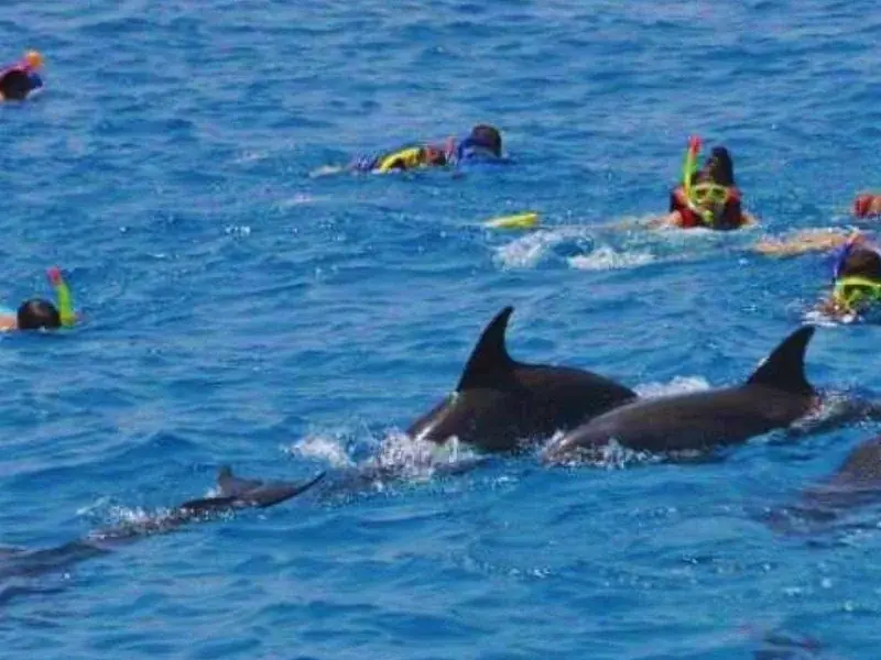 Group of snorkelers in open water watching a pod of dolphins swim past just beneath the surface