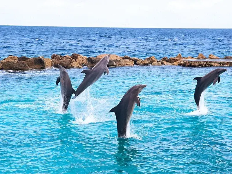 Four dolphins leaping in unison out of turquoise water within a rock-walled enclosure