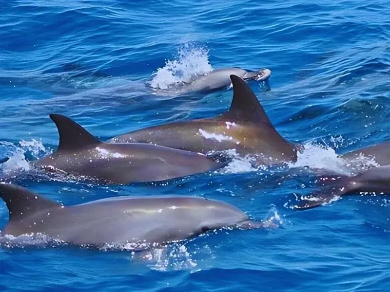 Close-up of a pod of dolphins swimming together at the surface of deep blue open water