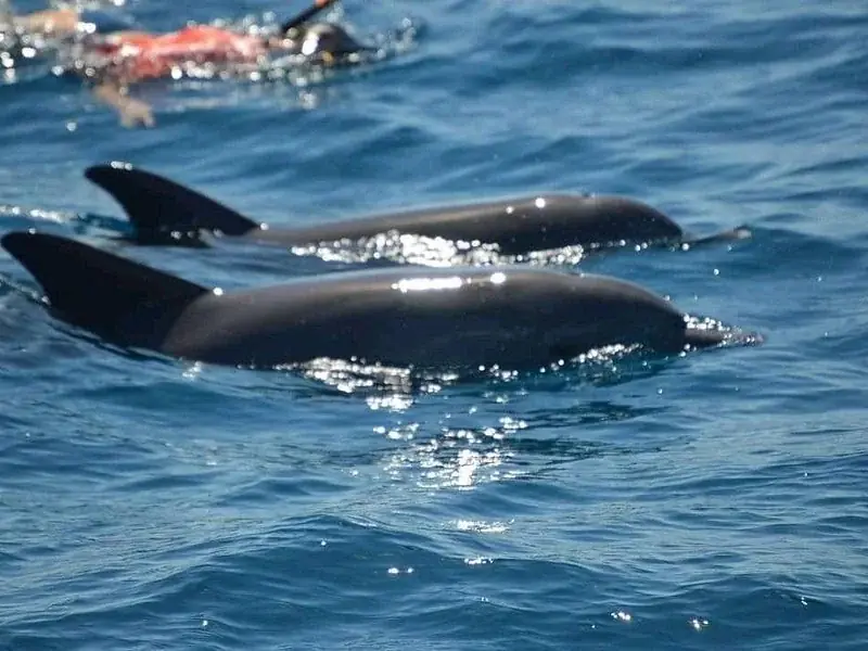 Two dolphins swimming just beneath the surface next to a snorkeler's fins with sunlight glinting off their backs