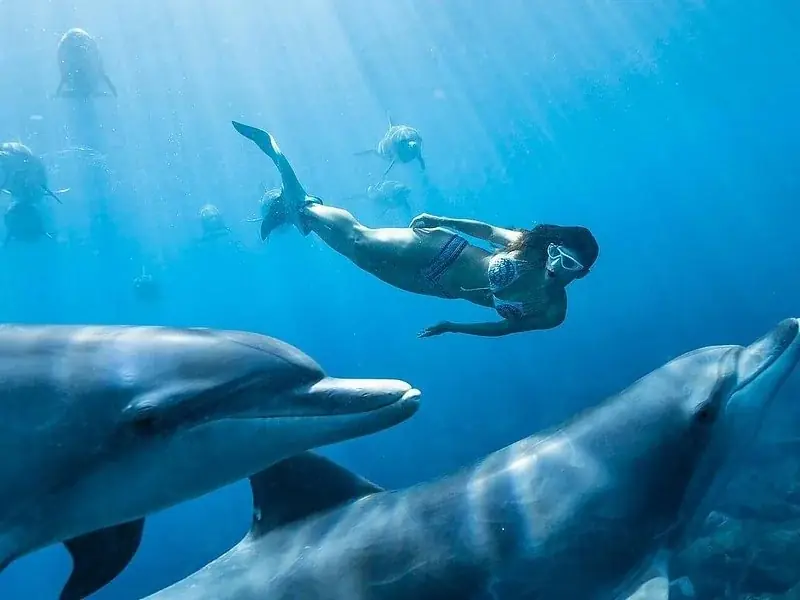 Underwater view of a snorkeler diving down toward a group of dolphins with sunlight streaming through the water