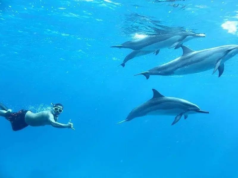 Underwater shot of a snorkeler in a black wetsuit and mask floating near two dolphins swimming in blue water
