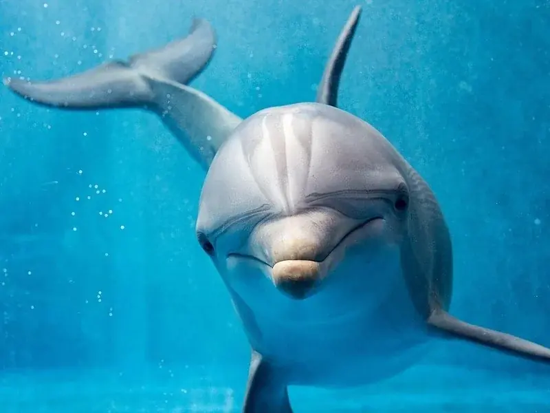 Underwater image of a snorkeler diving among a group of spinner dolphins swimming close together in bright blue water
